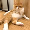 Pet.cats33