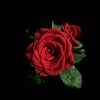 iceroses994