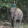 khang.elephant