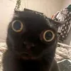 worldisgonnadissaper