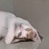 moiiimuoingunhucho