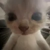 cammomthidep
