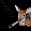 xombiedeer