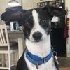 my.bandit.boy