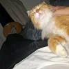 doctorzlo10