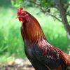 elgallo2580