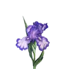 krt_g3