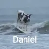 danik4098