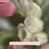 zszxacaxu95