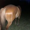 avarie.morin2