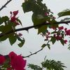 loreena65