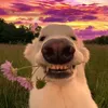 twitsch_.fn_conno
