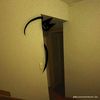 the_cart00n_cat