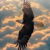 🦅star🦅
