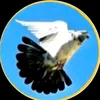 sfyan7386