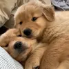 Wowzoo