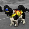 _dog.loverrsunited_