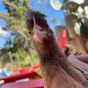 chema_don_pollo