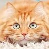 Pet.funny lover2