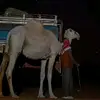.w.gr