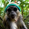 Rasta Monkey