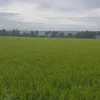 rice.is.life0