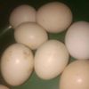 rawarawa310319
