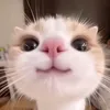 danmasancamshopi