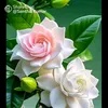 mr.gajen.com