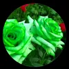 f_m27_2007