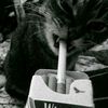 blanzz8