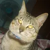 torobietlaimoto