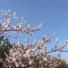 liumaishortplay