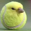 vittoxitto