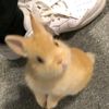 tonkhom_7