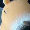 borxio0