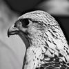ألــحــر 🦅