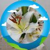 marriemariela.rob