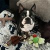 shelby.the.boston