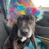 theothestaffy