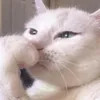⋆｡‧˚ʚ🍓ɞ˚‧｡⋆