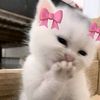 rahma.mohamed3213