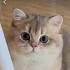 Purrrtopia
