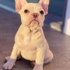 frenchie.puppies00