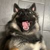 Kota