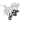 hawthorngoods