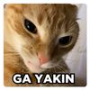 yanncok