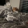 cayleesspam