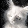 kittycatlover019