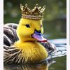 kingduck70.000